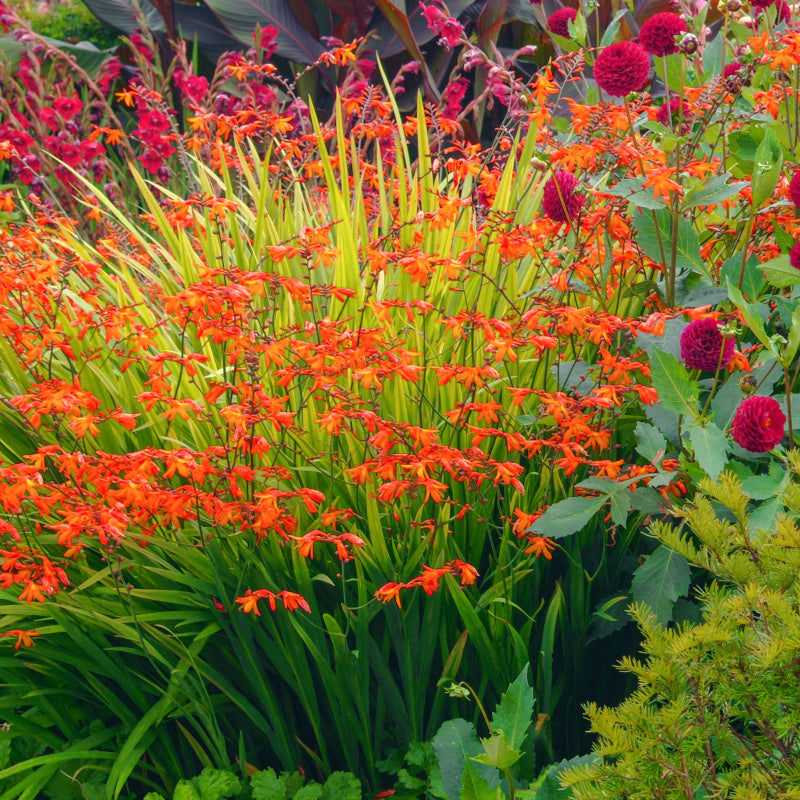 Montbretia - Crocosmia Masoniorum - orange