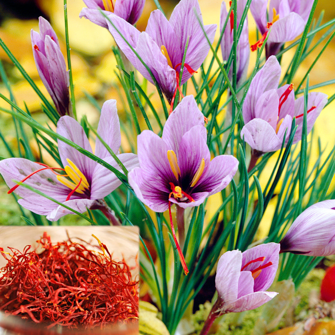 Crocus [aut] sativus, Crocus à Safran (automne)