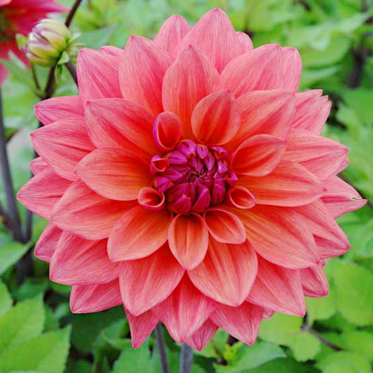 Dahlia American Dawn