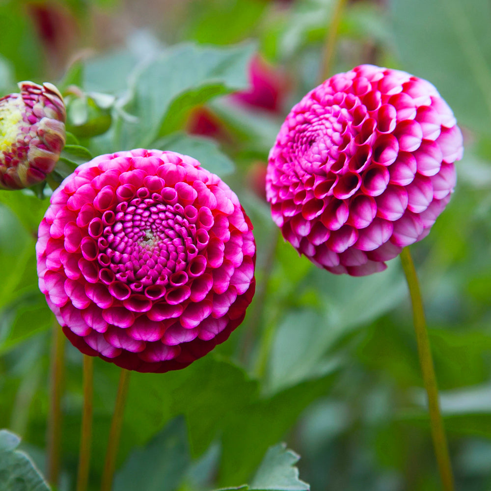 Dahlia Chick A Dee