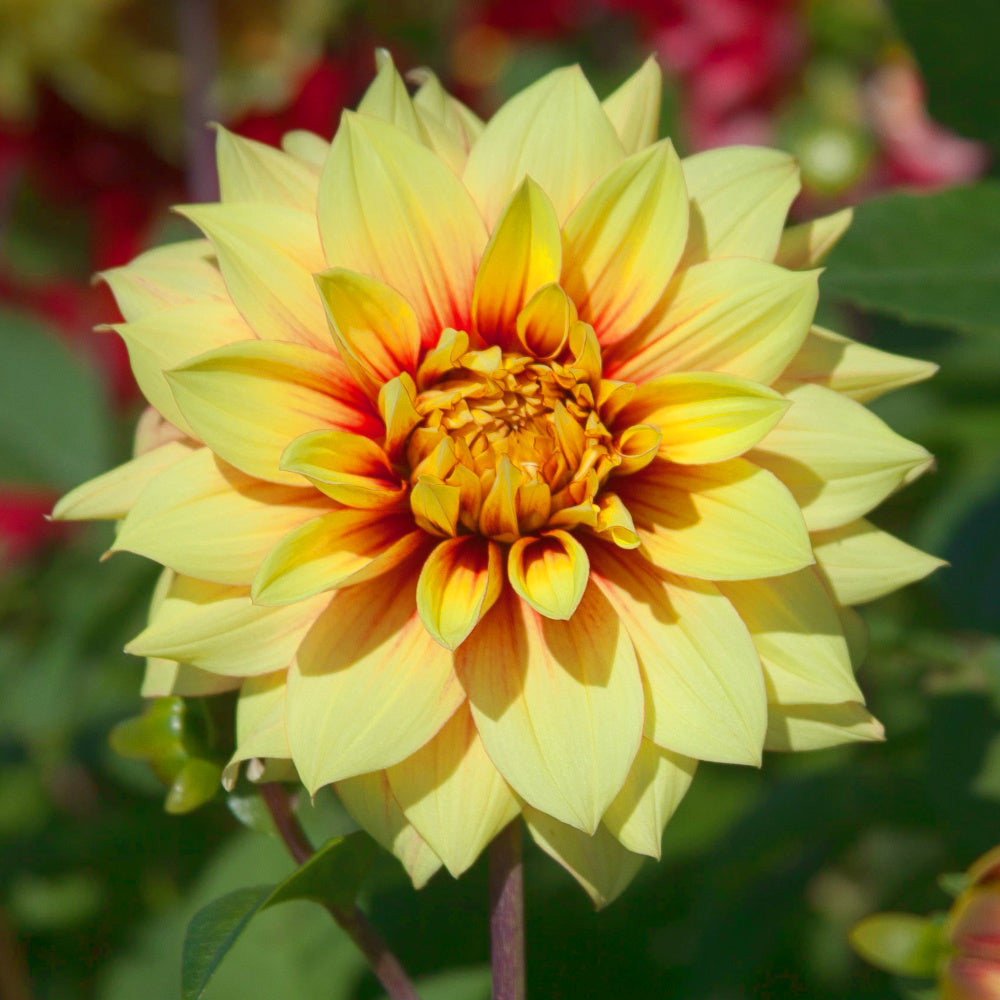 Dahlia Dazzling Magic