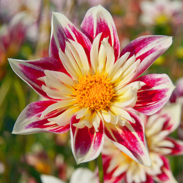 Dahlia Fashion Monger - Collerette Dahlias - Fleur spectaculaire – Très ...