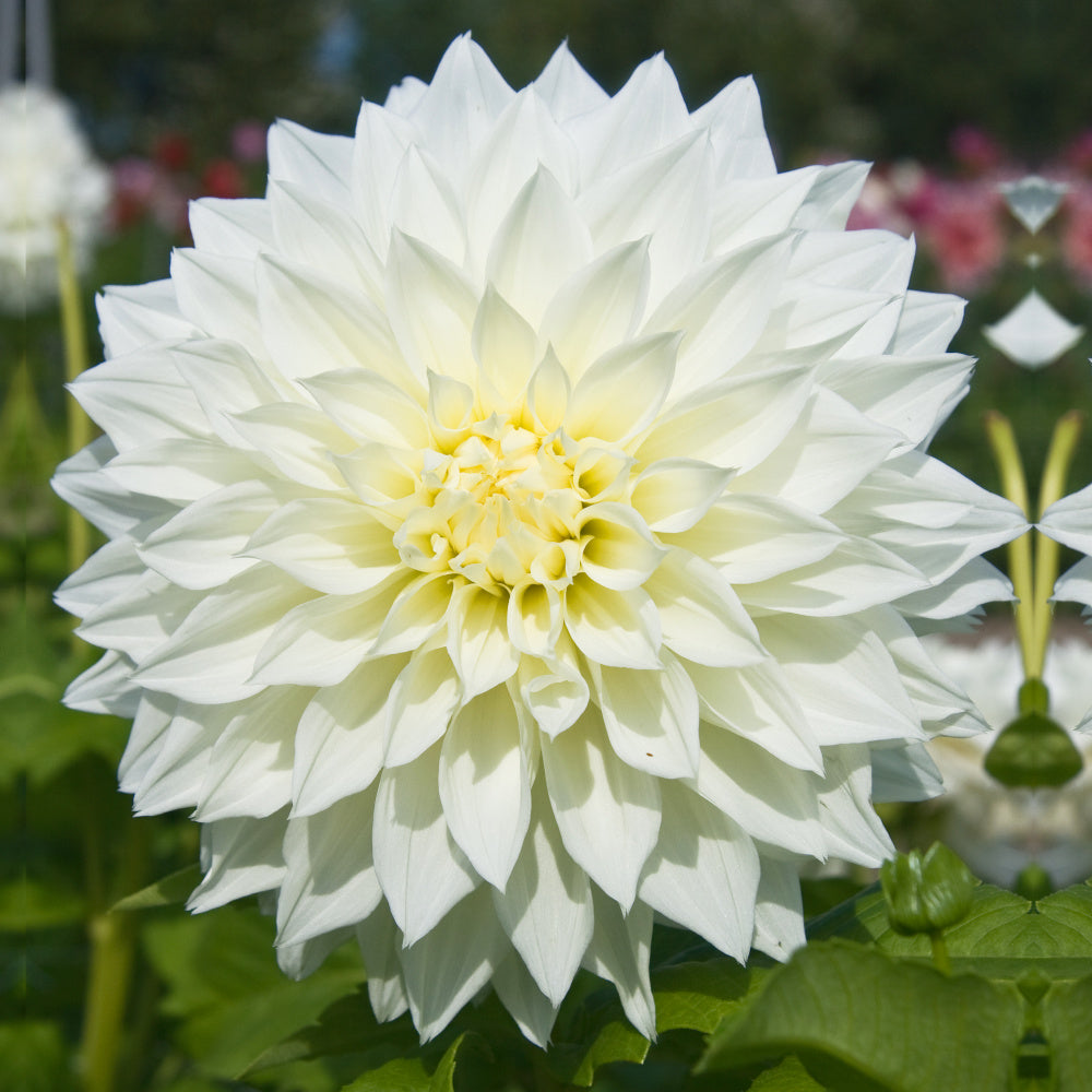 Dahlia Fleurel