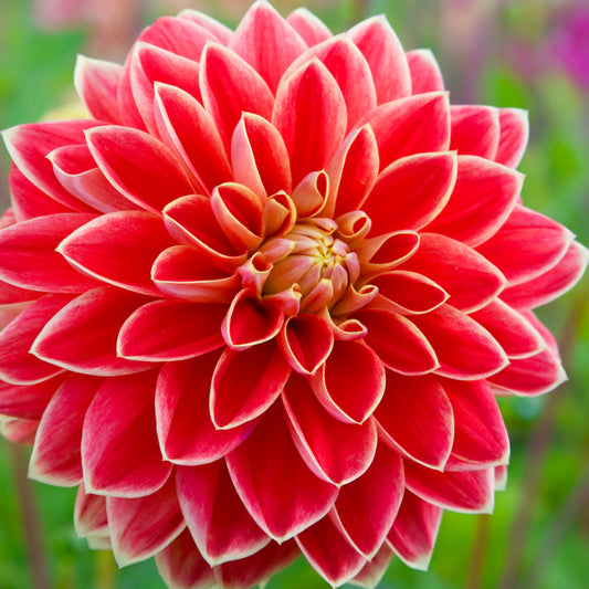 Dahlia Maxime