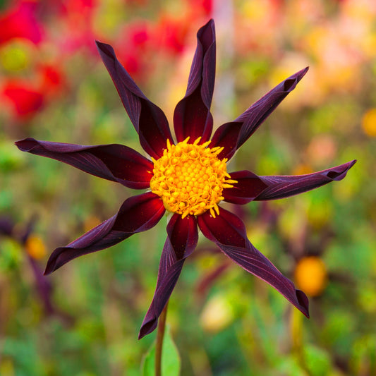 Dahlia Verrones Obsidian (Honka Black)