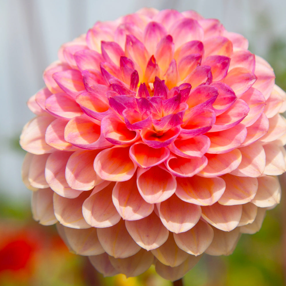 Dahlia Wine Eyed Jill