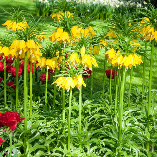Fritillaire imperialis Lutea, Fritillaire Imperiale