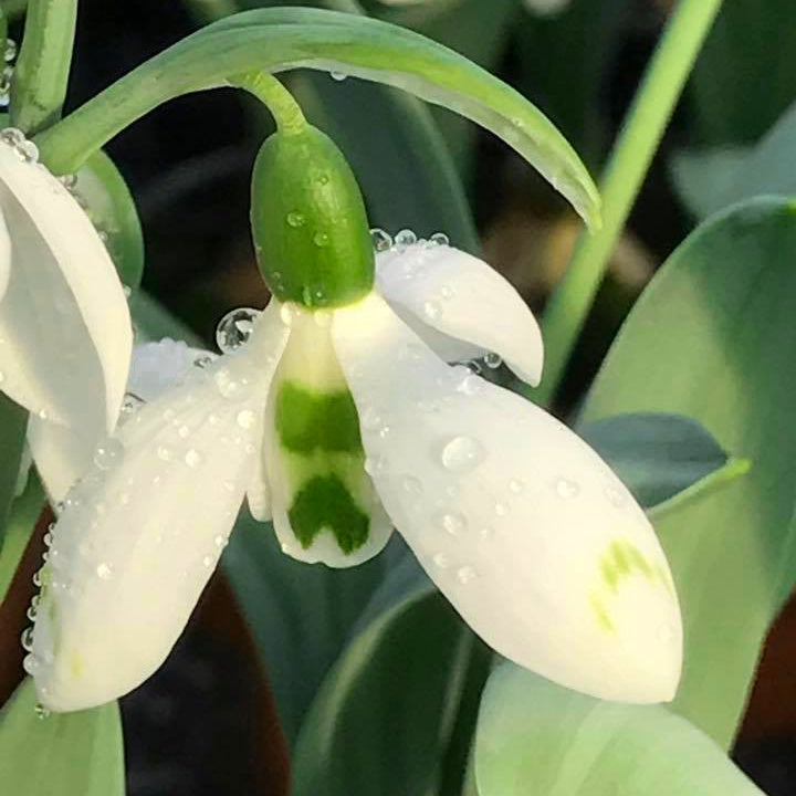 Galanthus elwesii Snowfox, Perce-neige