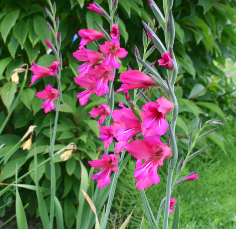 Gladiolus communis, Glaieul de byzance