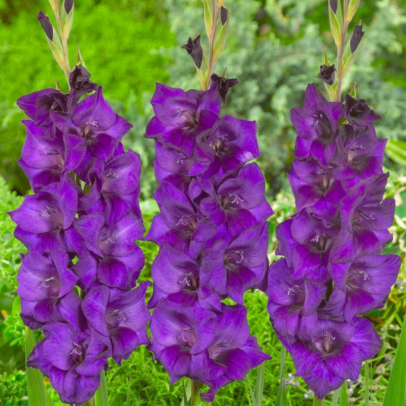 Glaïeul - Gladiolus Purple Flora