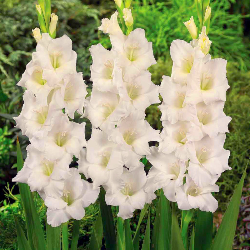 Glaïeul - Gladiolus White Prosperity