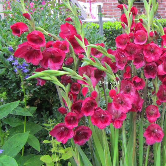 Glaïeul - Gladiolus papilio Ruby Rouge