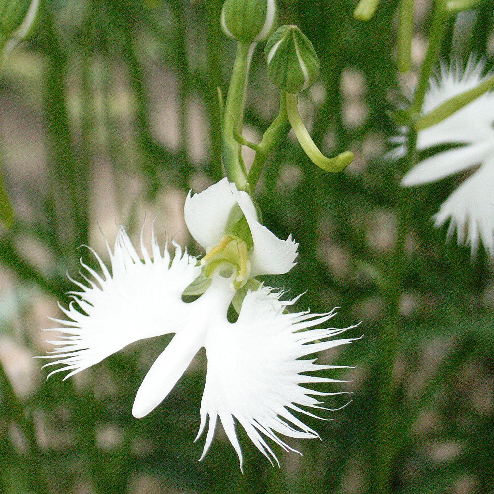 Habenaria radiata