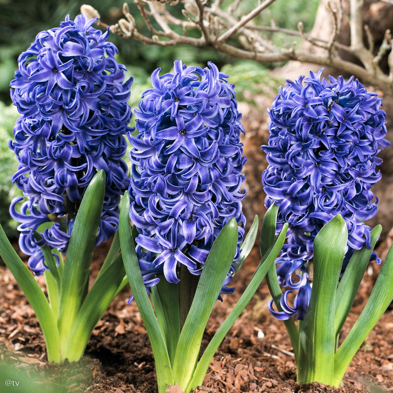 Hyacinthus Blue Jacket, Jacinthe Bleu