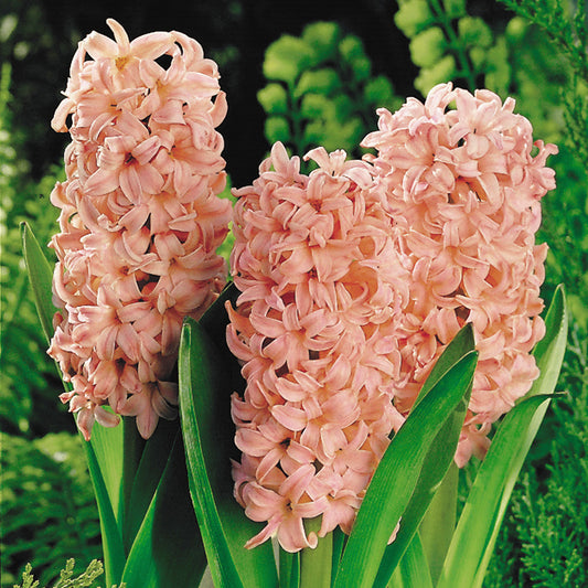 Hyacinthus Gipsy Queen, Jacinthe Abricot