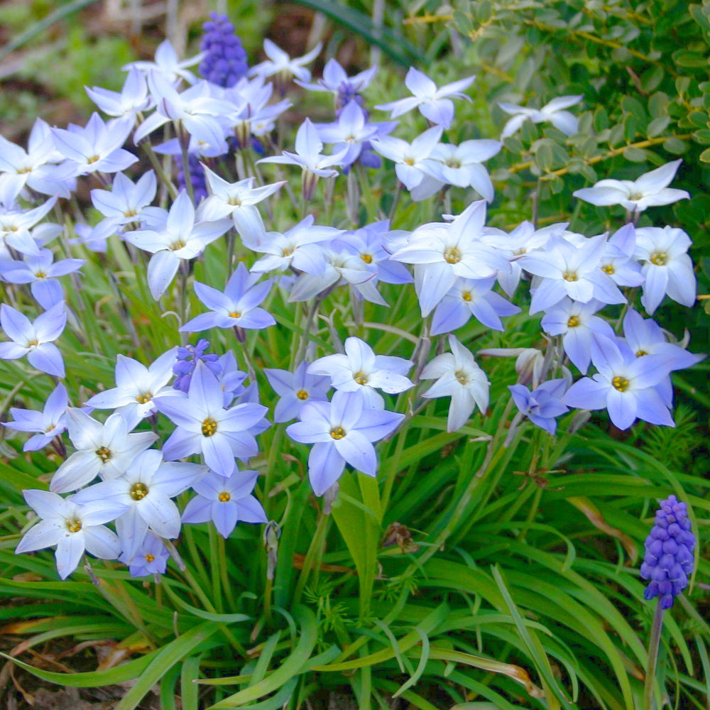 Ipheion Wisley Blue, Etoile de printemps