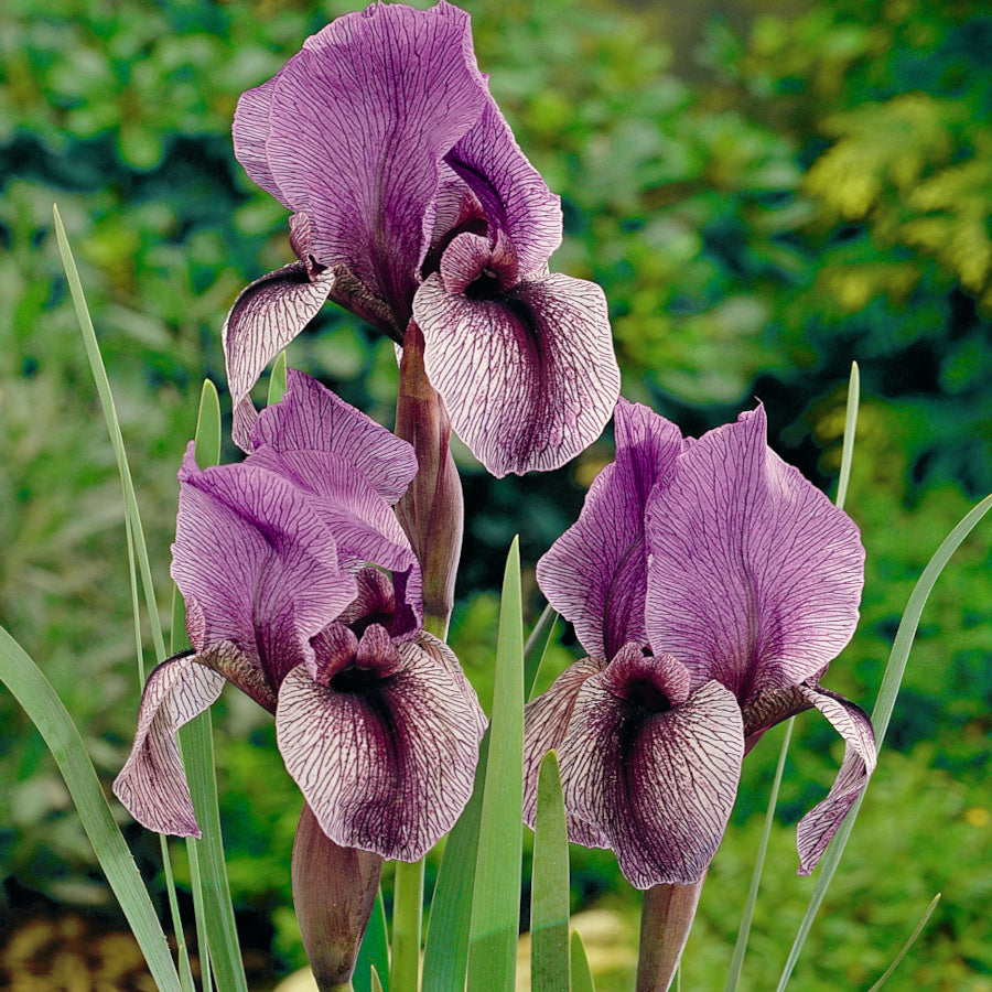 Iris Regelio-C. Dardanus, Botanique