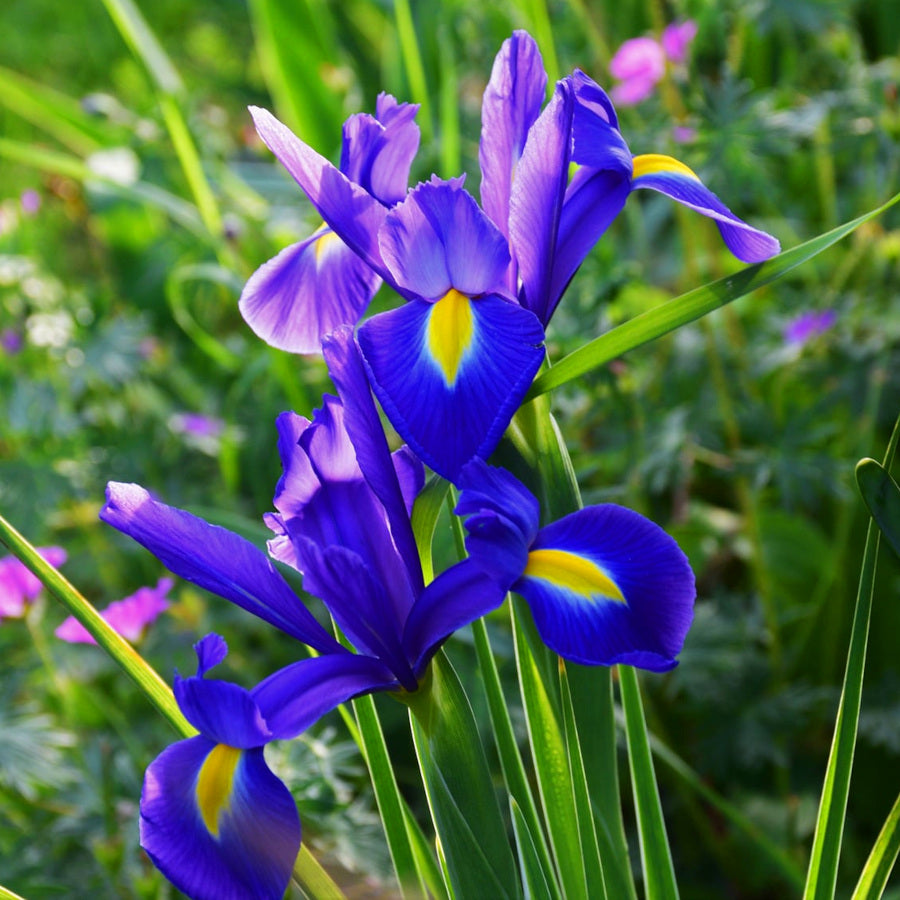 Iris hollandica Bleu Magic, Iris de Hollande