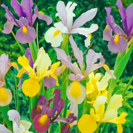 Iris hollandica Mix, Iris de Hollande