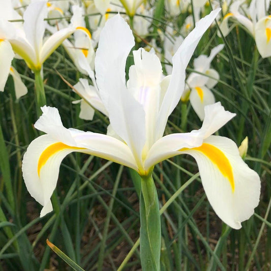 Iris hollandica Alasca, Iris de Hollande