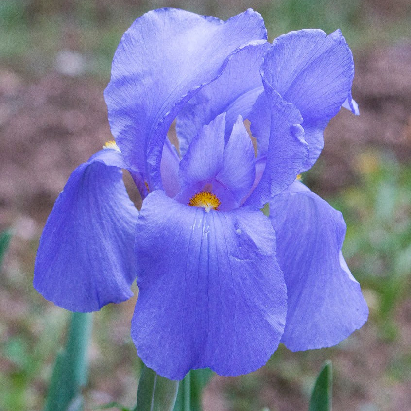 Iris hoogiana, Botanique