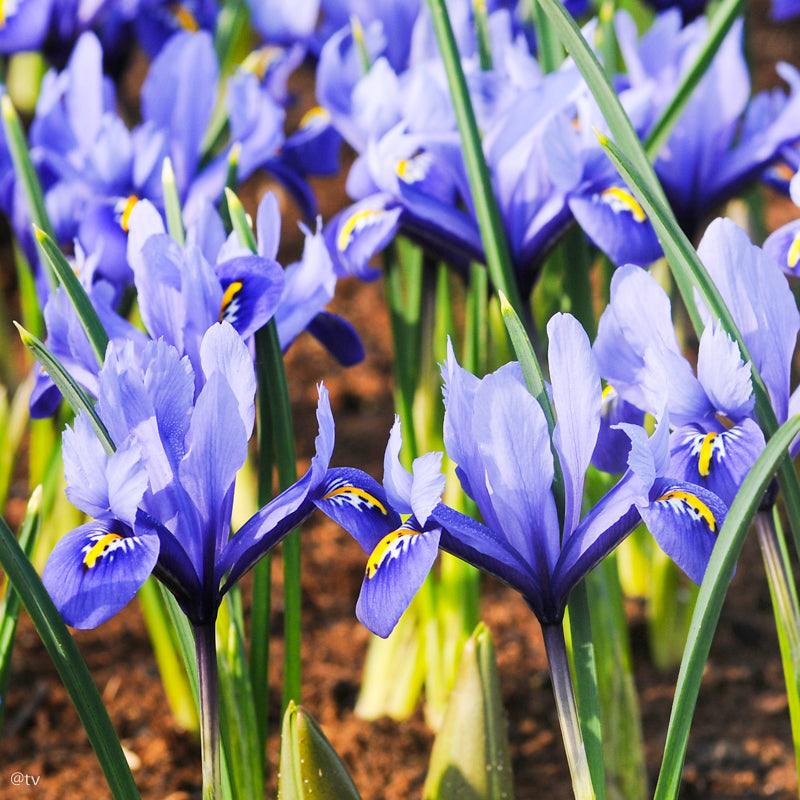 Iris reticulata Harmony, Iris nain