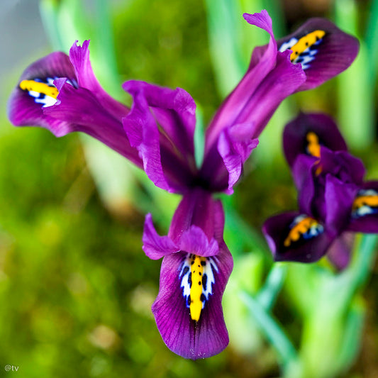 Iris reticulata Pauline, Iris nain