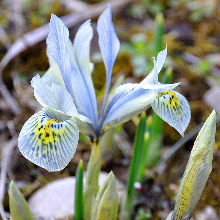 Iris reticulata Sheila Ann Germaney, Iris nain