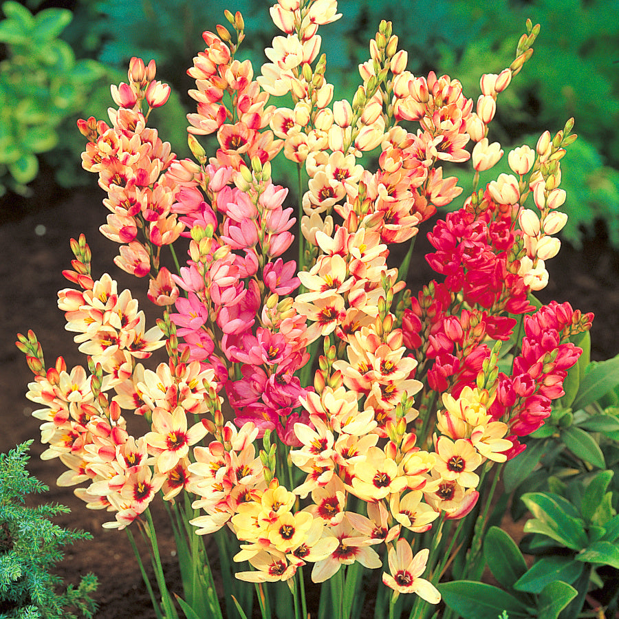 Ixia mélange hybrids, Lis des Blés