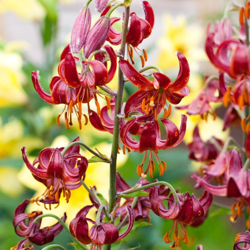 Le Lilium Lys Martagon Claude Shride Bulbes Fleurs le-lilium-lys-martagon-claude-shride-bulbes-fleurs