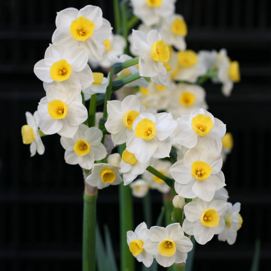 Narcissus Avalanche, Narcisse jonquille tazetta