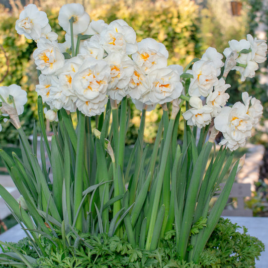 Narcissus Bridal Crown, Narcisse jonquille Double