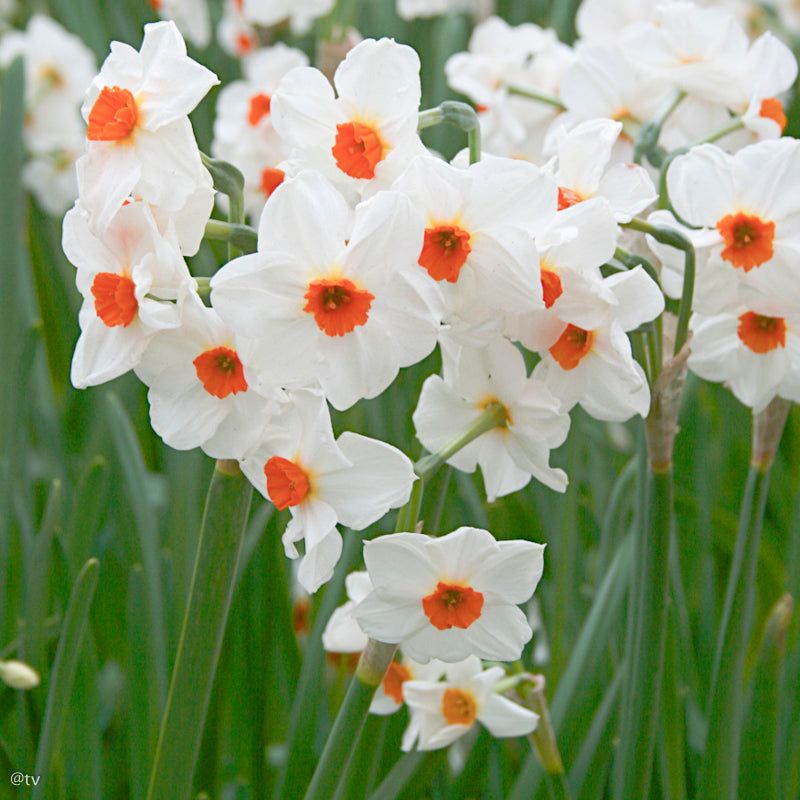 Narcissus Geranium, Narcisse jonquille tazetta