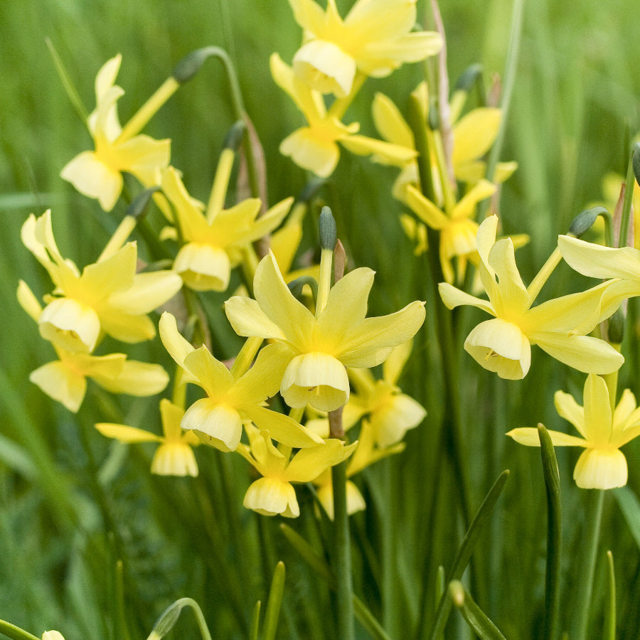 Narcissus Hawera, Narcisse jonquille triandrus