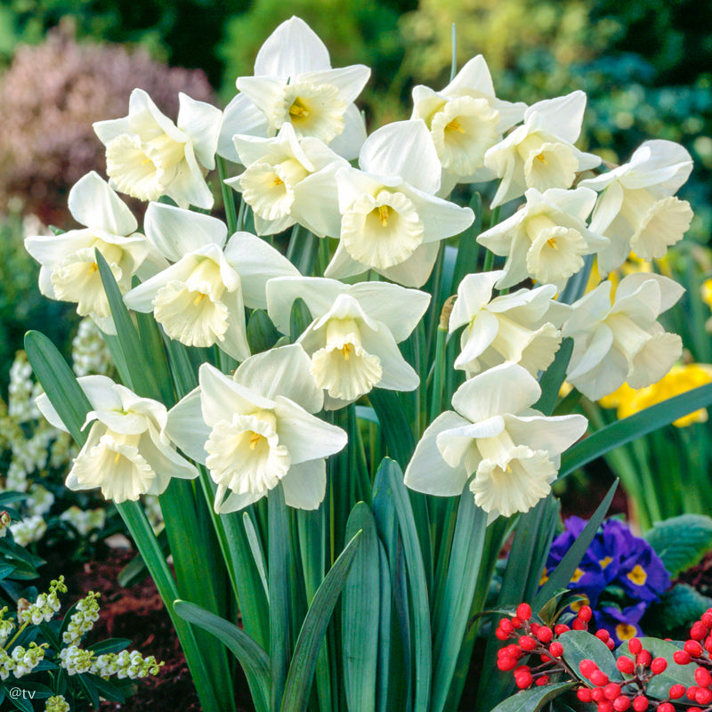 Narcissus Mount Hood, Narcisse jonquille Trompette