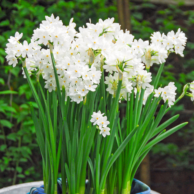 Narcissus Ziva (Paperwhite), Narcisse jonquille tazetta