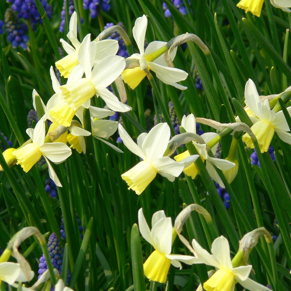 Narcissus Sailboat, Narcisse jonquille