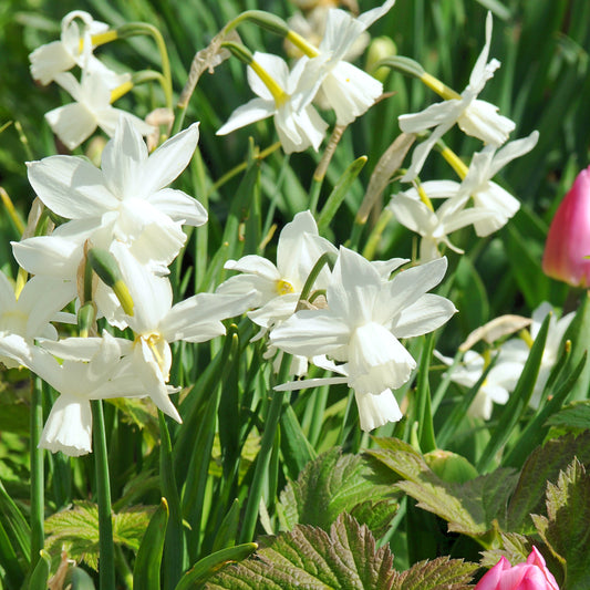 Narcissus Thalia, Narcisse jonquille triandrus