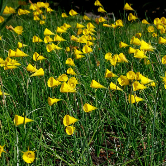 Narcissus bulbocodium Oxford Gold, Narcisse jonquille Crinoline