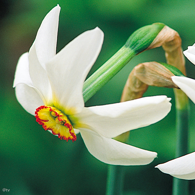Narcissus poeticus var. recurvus, Narcisse jonquille des Poètes