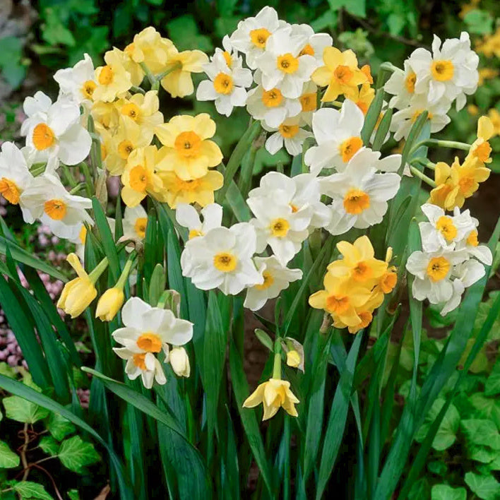 Narcissus Tazetta Mix, Narcisse jonquille tazetta