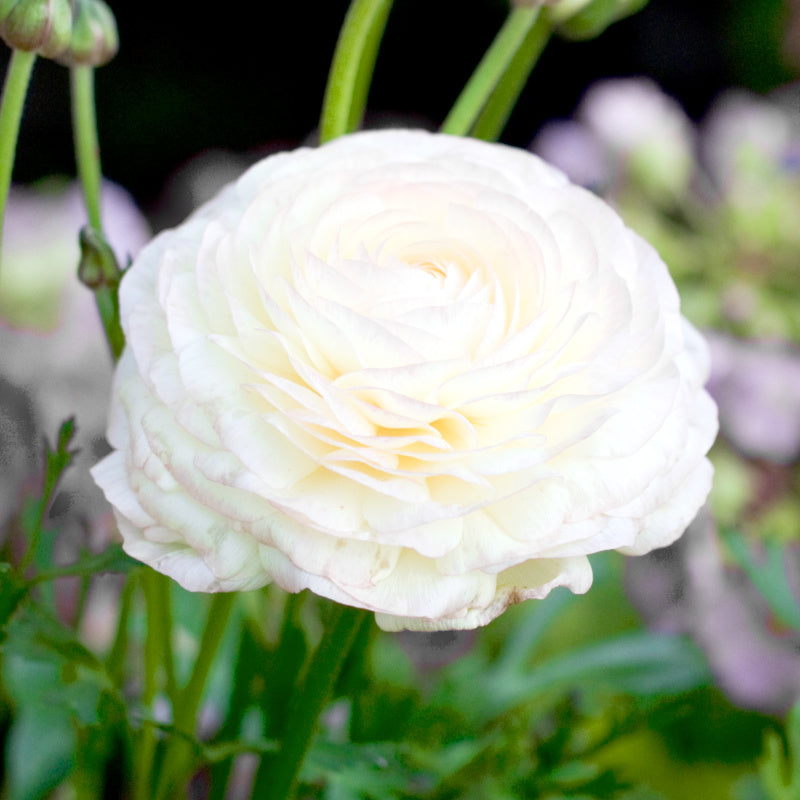 Ranunculus asiaticus Aviv White, Renoncule de Jardin