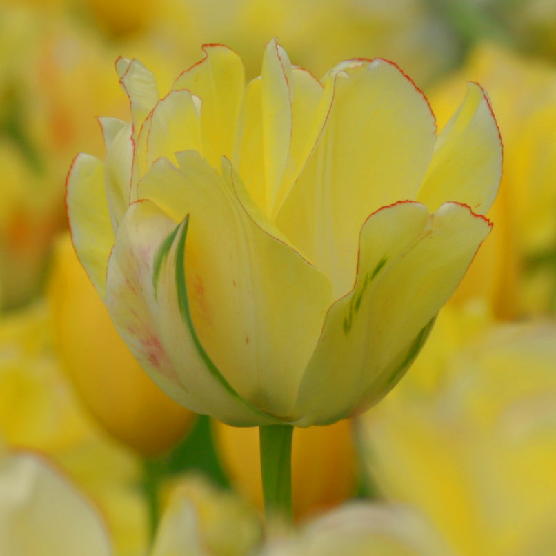 Tulipe Akebono, Tulipe Double (Pivoine)