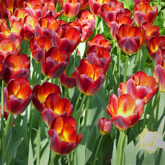 Tulipe Amberglow, Tulipe Triomphe