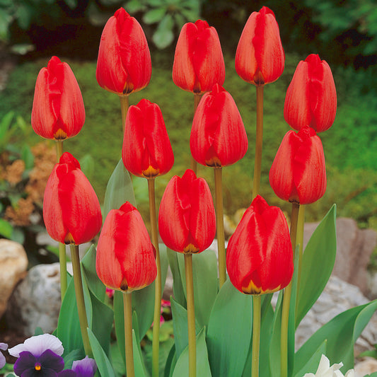 Tulipe Apeldoorn, Tulipe Darwin
