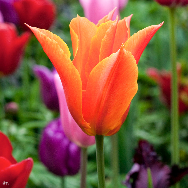 Tulipe Ballerina, Tulipe Fleur de Lys