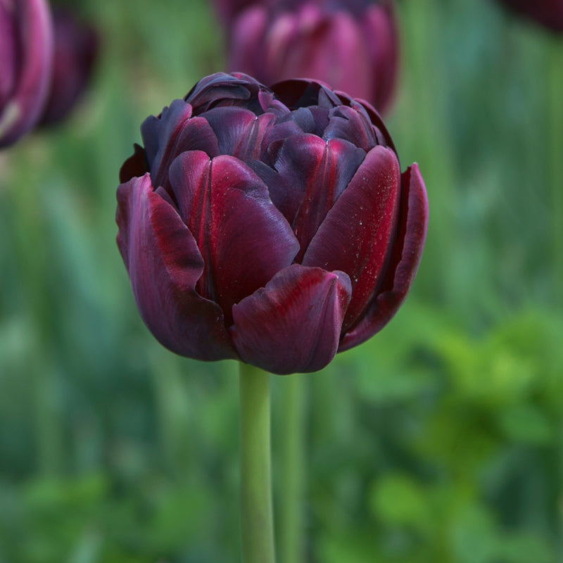 Tulipe Black Hero, Tulipe Double (Pivoine)