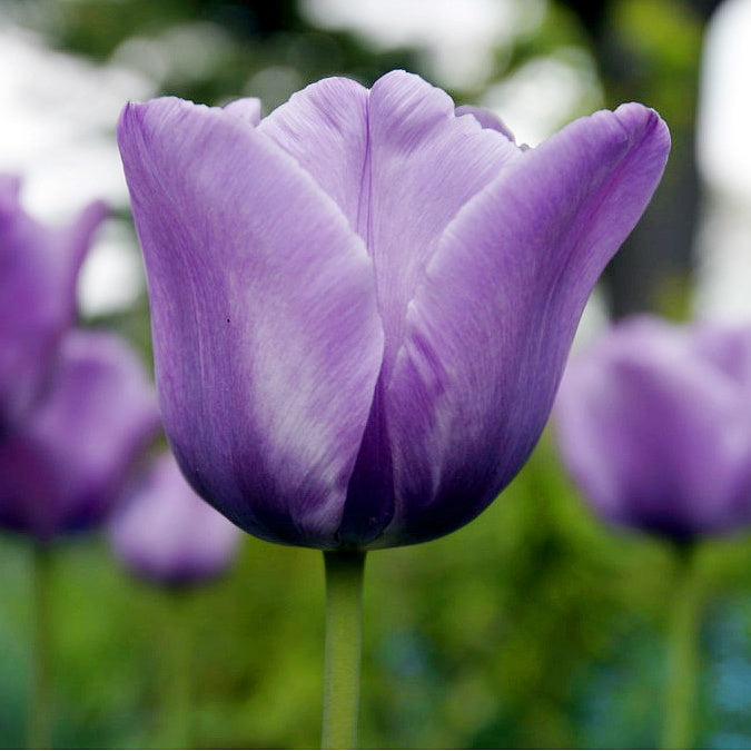 Tulipe Bleu Aimable, Tulipe Simple Tardive