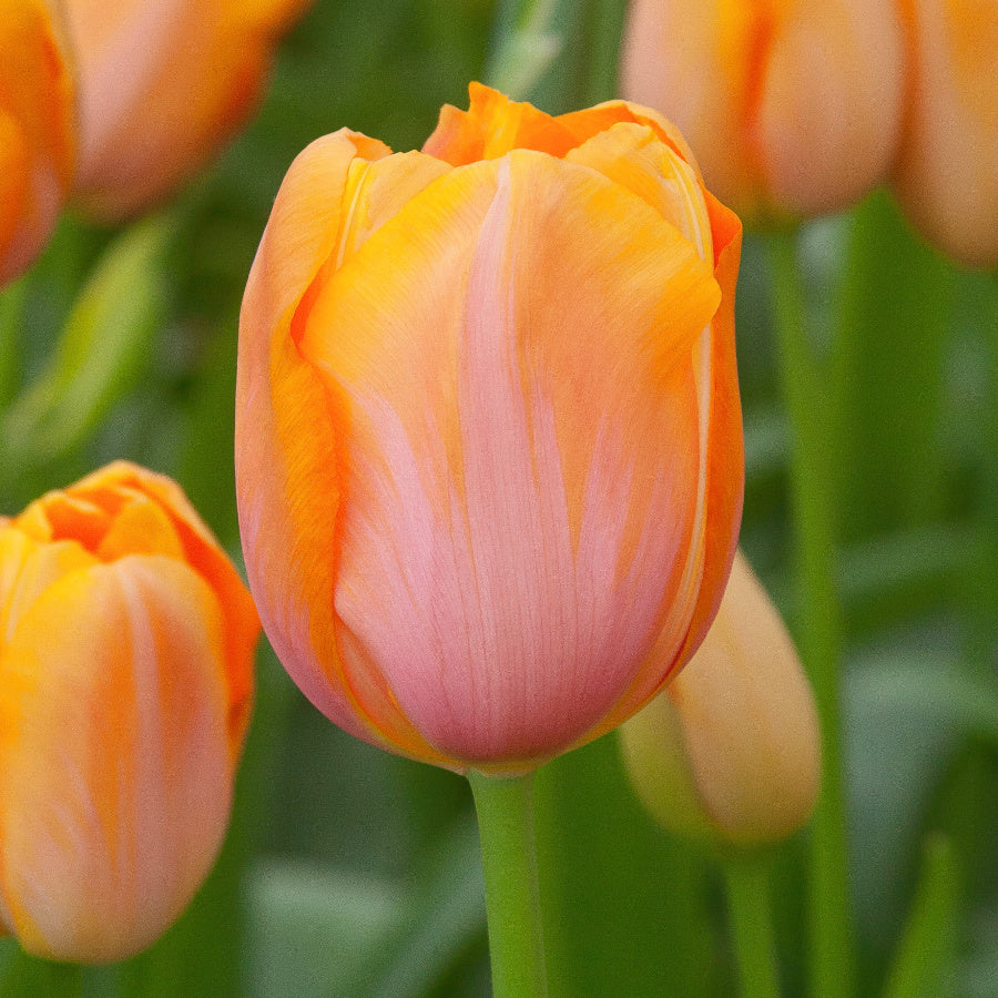 Tulipe Dordogne, Tulipe Simple Tardive