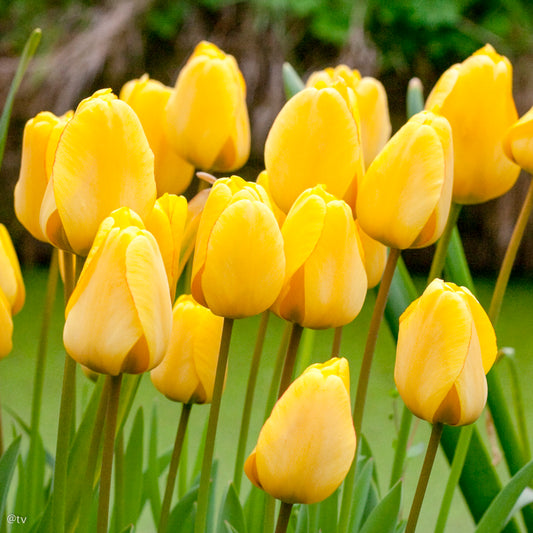 Tulipe Golden Apeldoorn, Tulipe Darwin